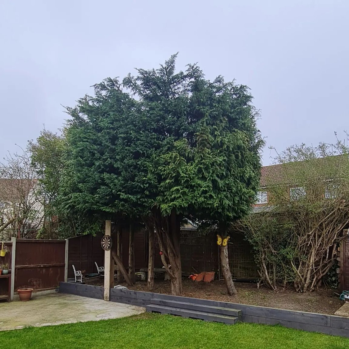 Conifer Reduction - CG Tree Care