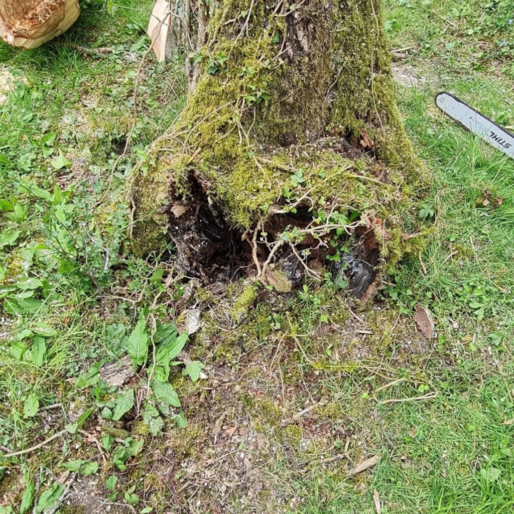 Decaying tree removal