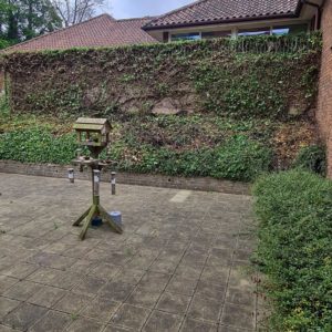 Ivy reduction after