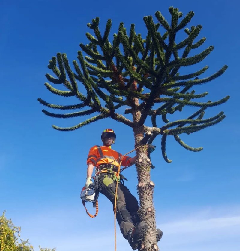 tree pruning 